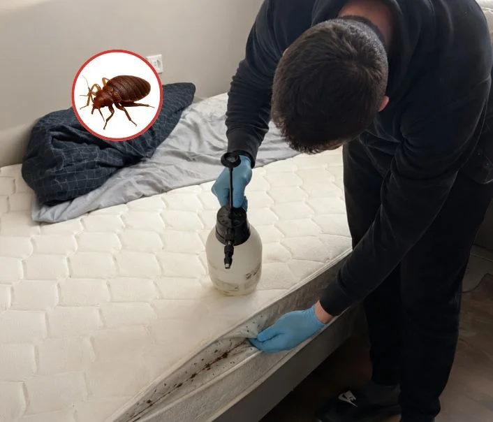 Technicien traitant un matelas contre les punaises de lit à Adainville